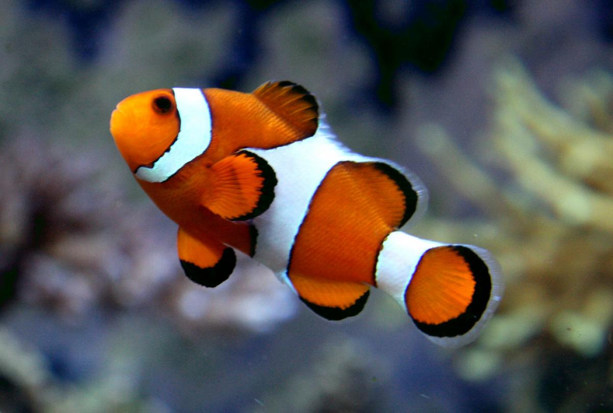 Leadership traits of Clown fish – Learn the important HR message